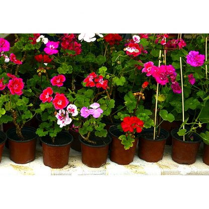 Abono Energy Tablet Nutrisol Flower para geranios y plantas de flor de jardín