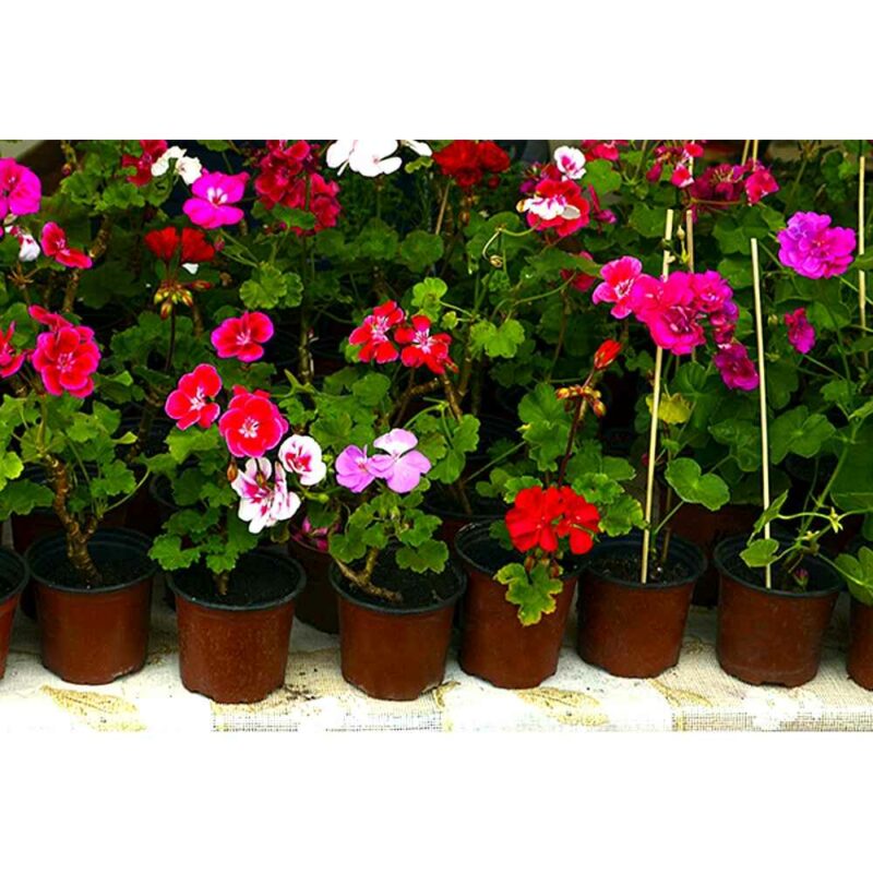 Adob Energy Tablet Nutrisol Flower per a geranis i plantes de flor de jardí