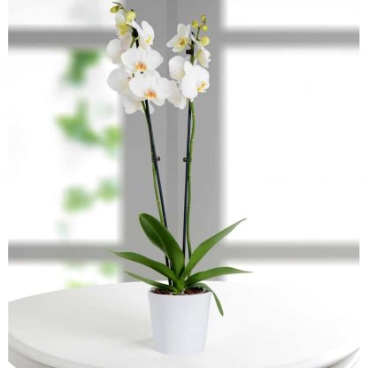Tiesto especial orquídeas plantas y flores para riego por inmersión Hobby Flower